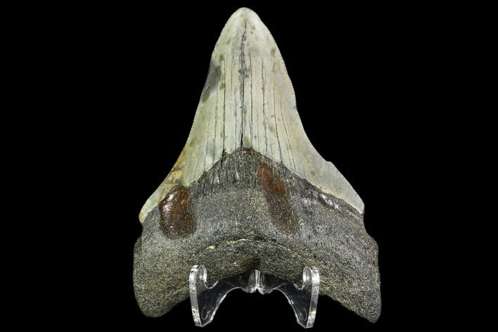 Fossil Megalodon Tooth - North Carolina #109888